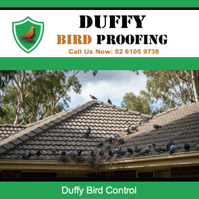 Bird infestation on roof requiring professional bird control in Duffy Canberra