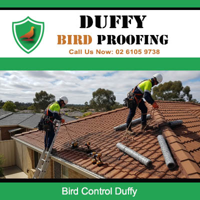 Bird control technicians installing protection on roof in Duffy Canberra