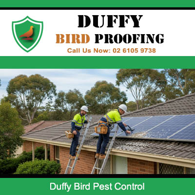 Bird pest control team working on solar panel roof in Duffy Canberra