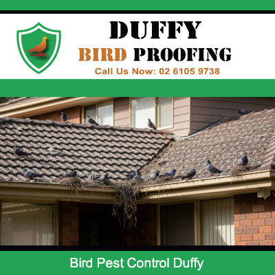 ird nesting problem on residential roof requiring pest control in Duffy ACT