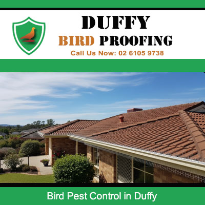 Clean terracotta roof after bird pest control treatment in Duffy Australia
