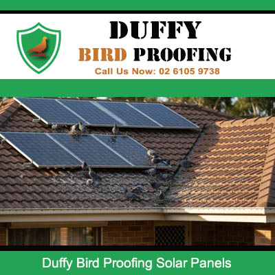 Bird infestation under solar panels requiring urgent proofing in Duffy Canberra
