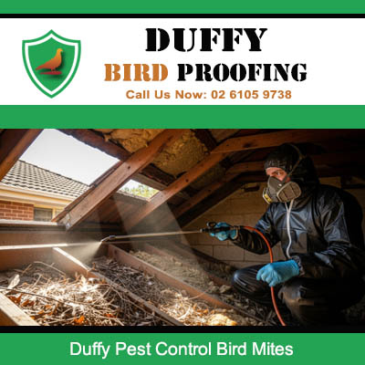 Bird mite inspection and removal service in roof cavity Duffy Canberra