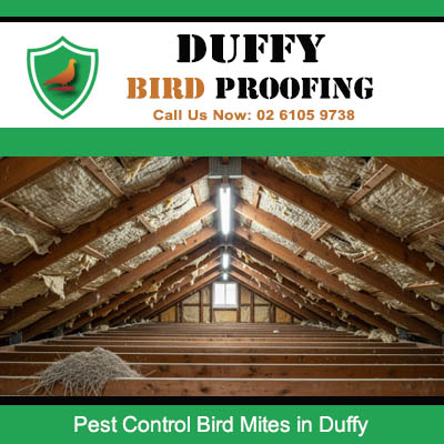 Clean roof cavity after bird mite pest control treatment in Duffy Canberra